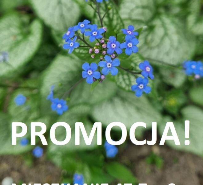Promocja
